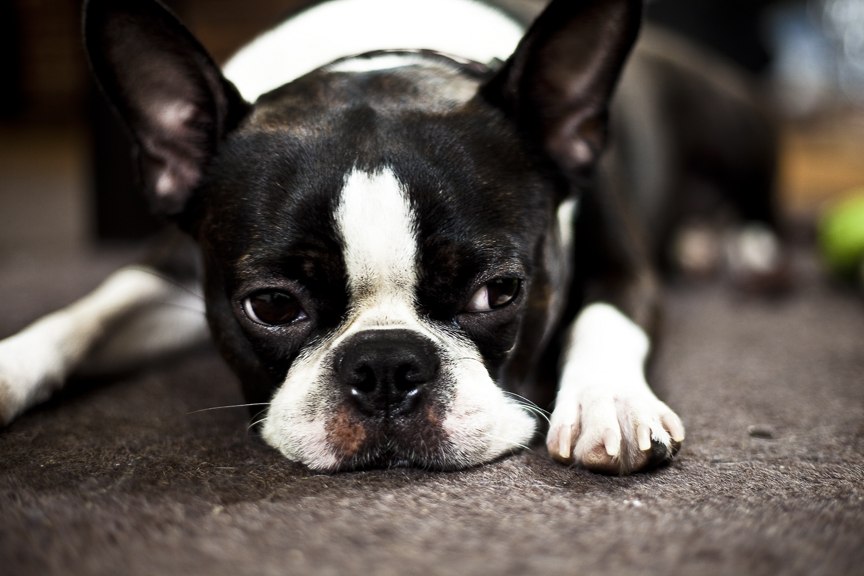 Pourquoi votre boston terrier tousse-t-il?