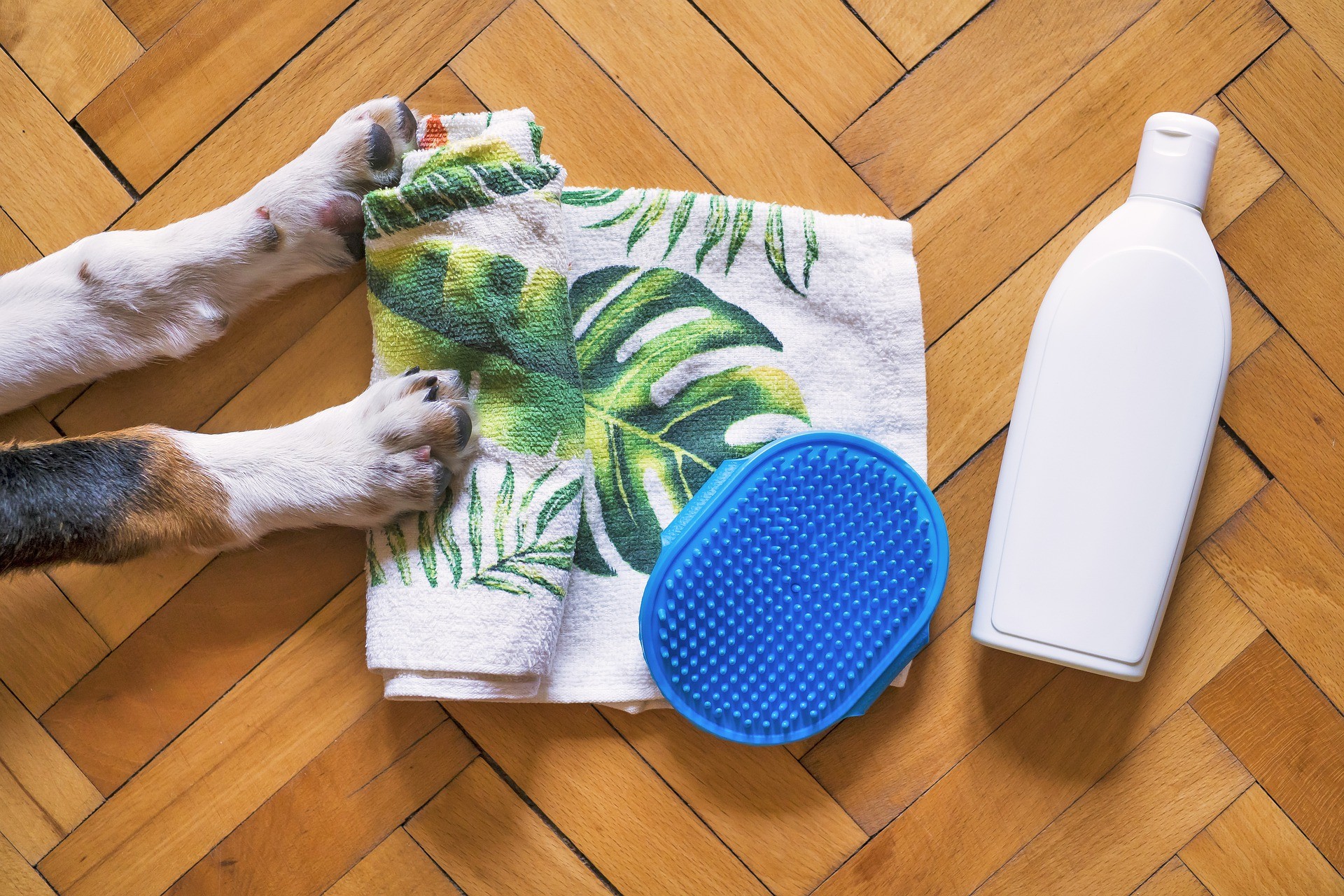 Le toilettage du Boston Terrier: ce qu'il faut savoir