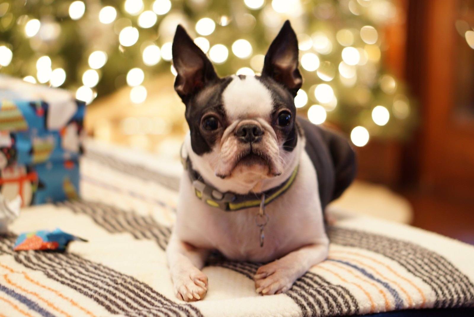 Les pires erreurs que vous pouvez commettre en élevant un Boston terrier