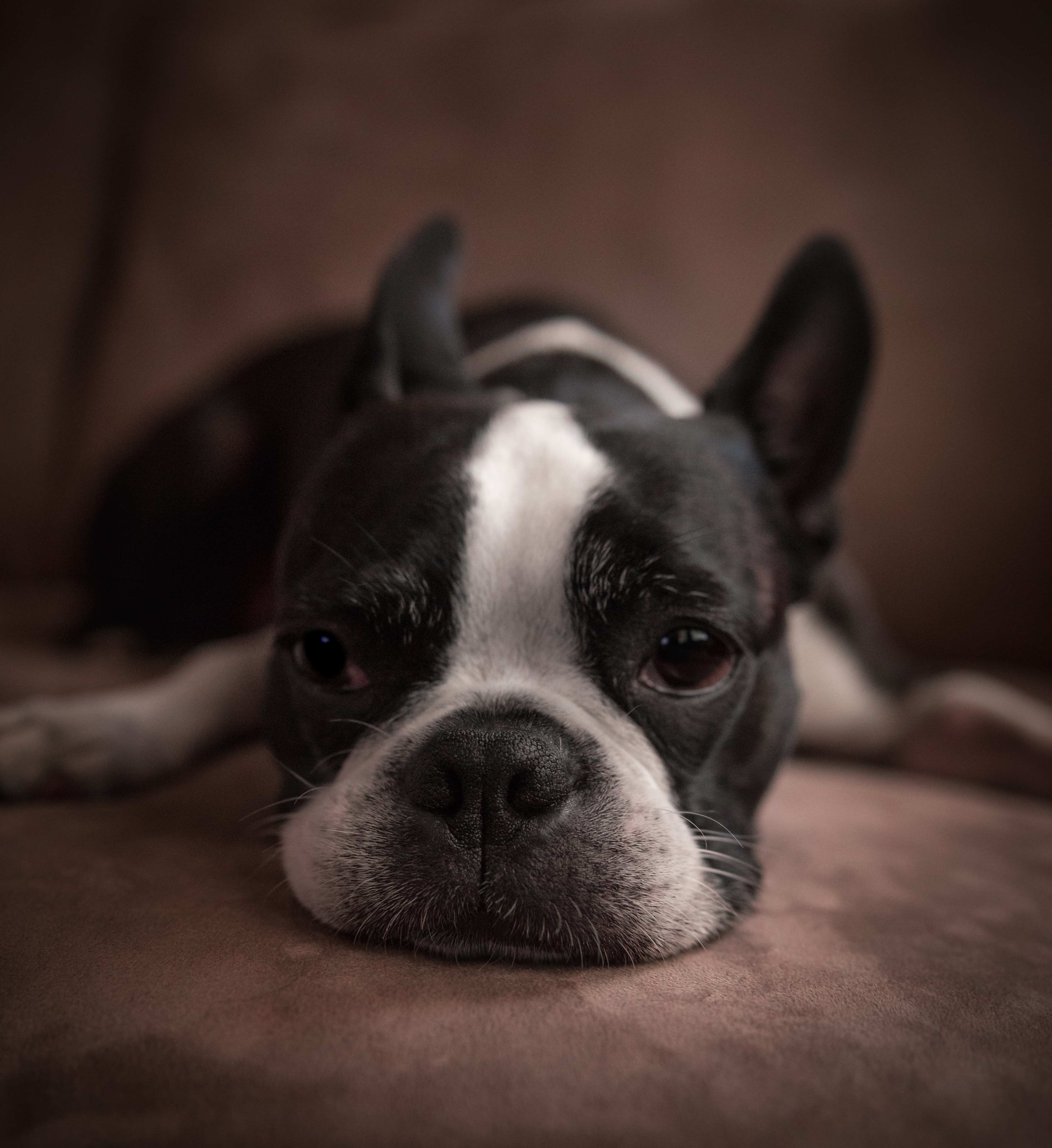 Des signes montrant que votre Boston Terrier souffre