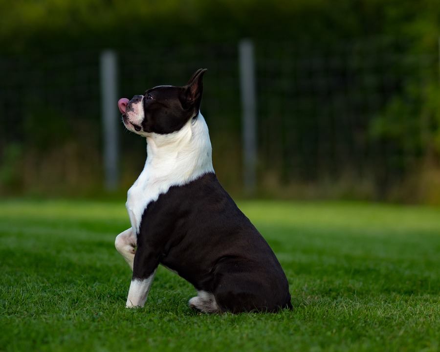 Comment dresser un Boston terrier ?