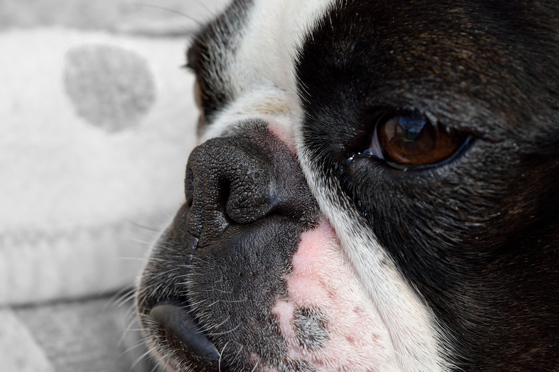 Tout savoir sur la peau sèche et les pellicules chez les bostons terriers