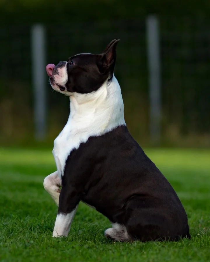 Boston Terrier assis dans l’herbe, de profil