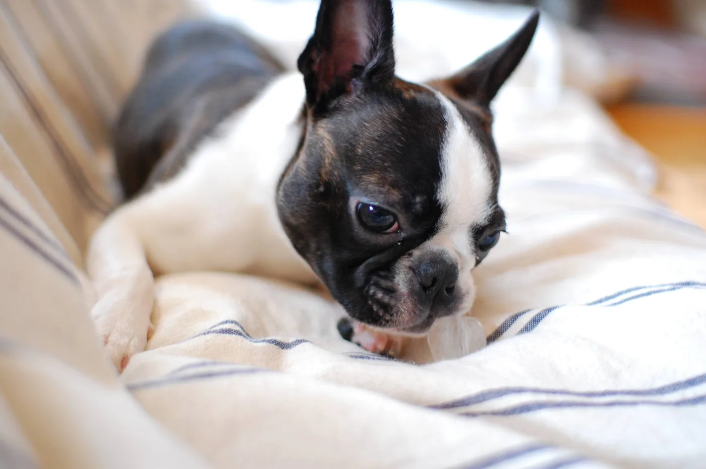 Boston Terrier couché sur un lit, la tête posée sur les pattes