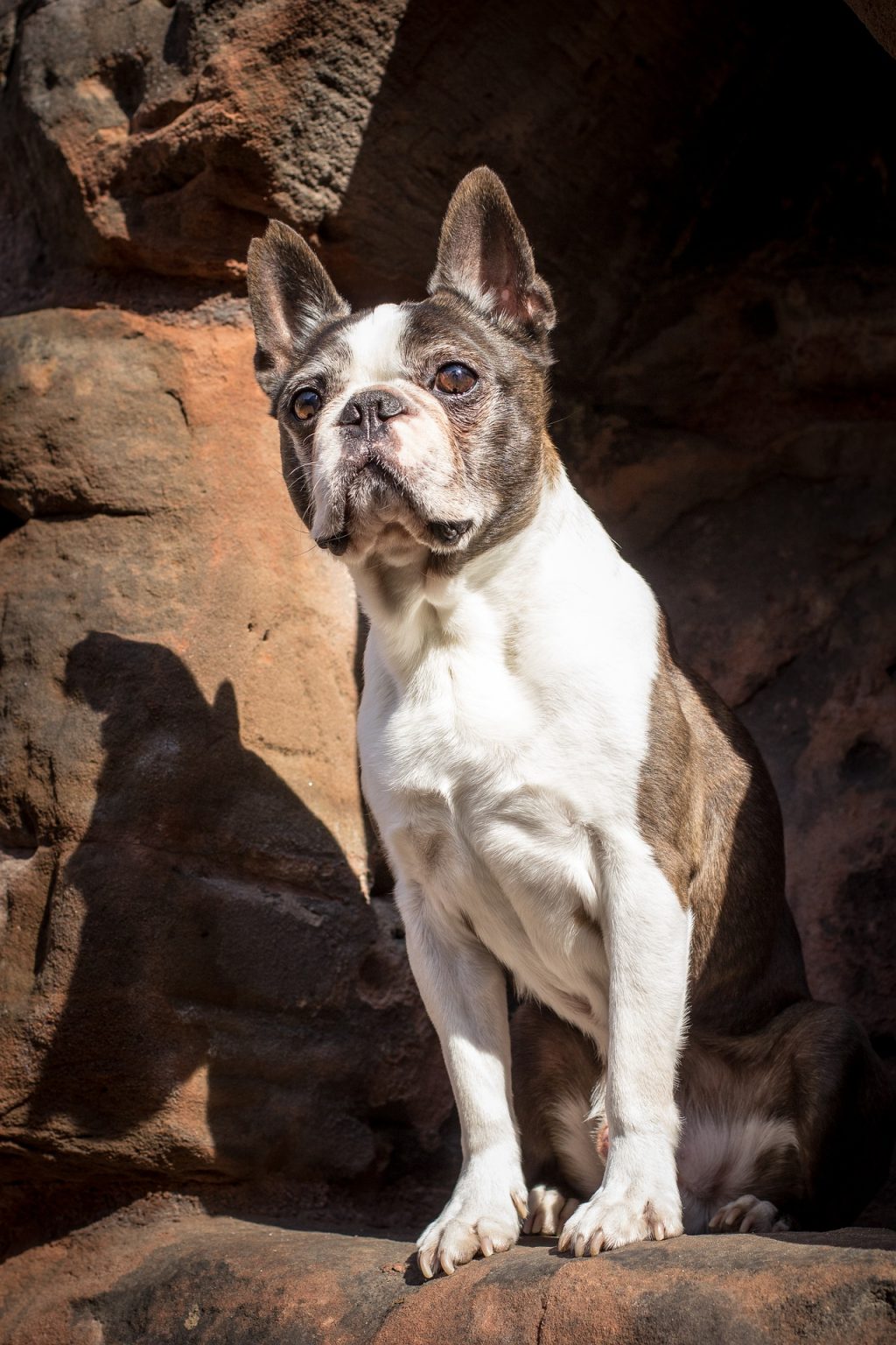 Boston terrier ou Bouledogue français ? Comment les reconnaître