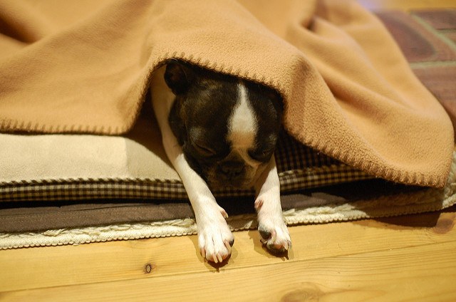 Comment choisir un boston terrier dans une portée ?