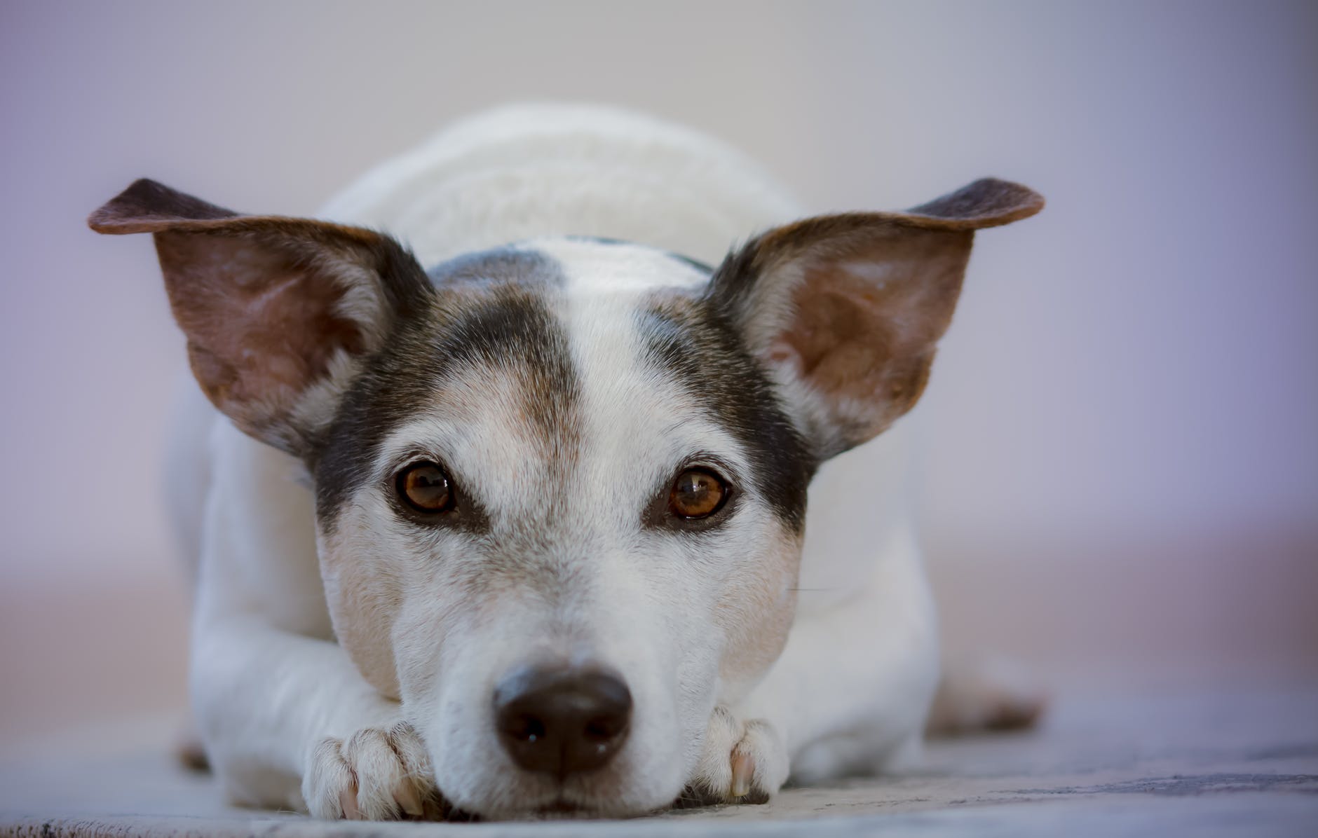 Quelles sont les races de chiens Terriers ?