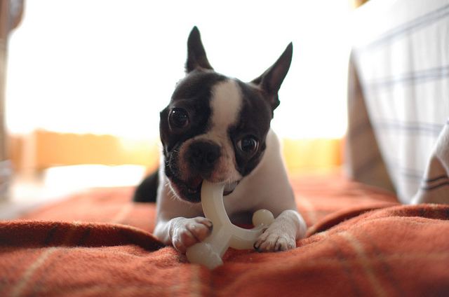 Acheter un boston terrier chez l'éleveur