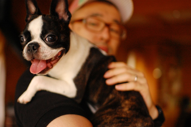 Adopter un Boston Terrier