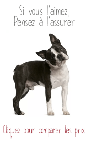 Assurance pour Boston Terrier