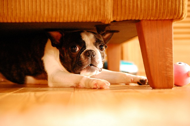 Boston terrier qui a fait une bétise dressage