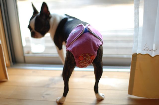 Dressage Boston Terrier qui fait ses besoins