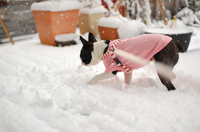 Boston terrier dans la neige