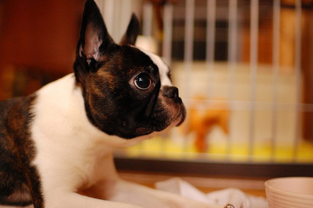 Boston terrier couché