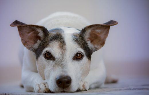 Les races de chiens terriers