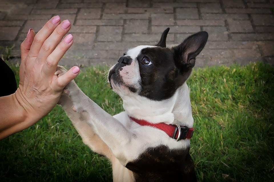 dresser un boston terrier