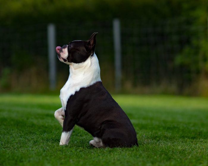 Dressage boston terrier