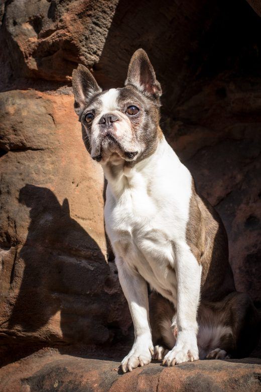 Boston Terrier