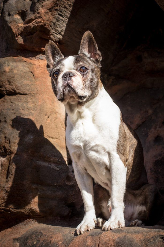 Boston Terrier
