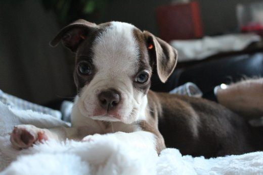 Chiot Boston Terrier