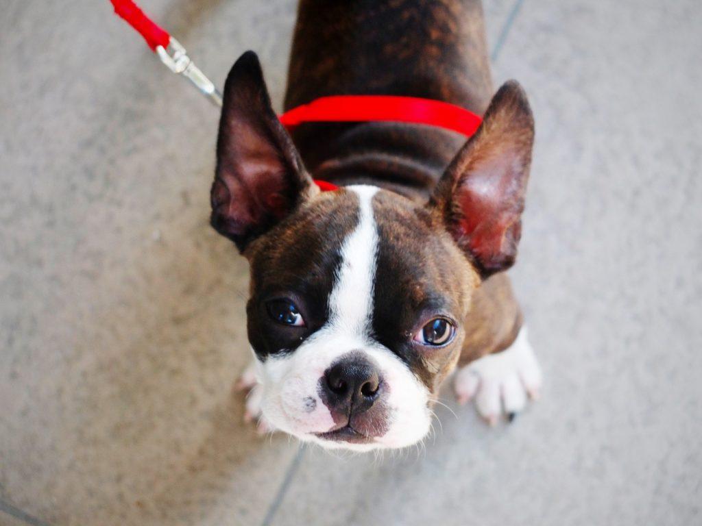 Petit chien boston terrier