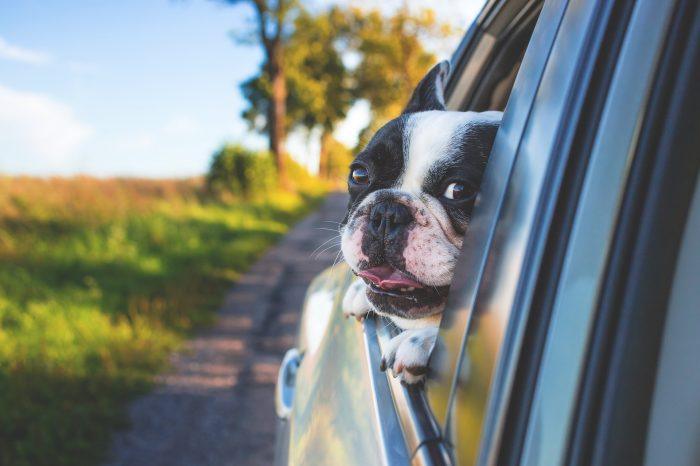 Boston terrier voyage en voiture