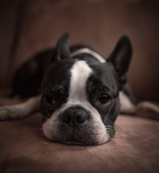 Boston terrier souffre