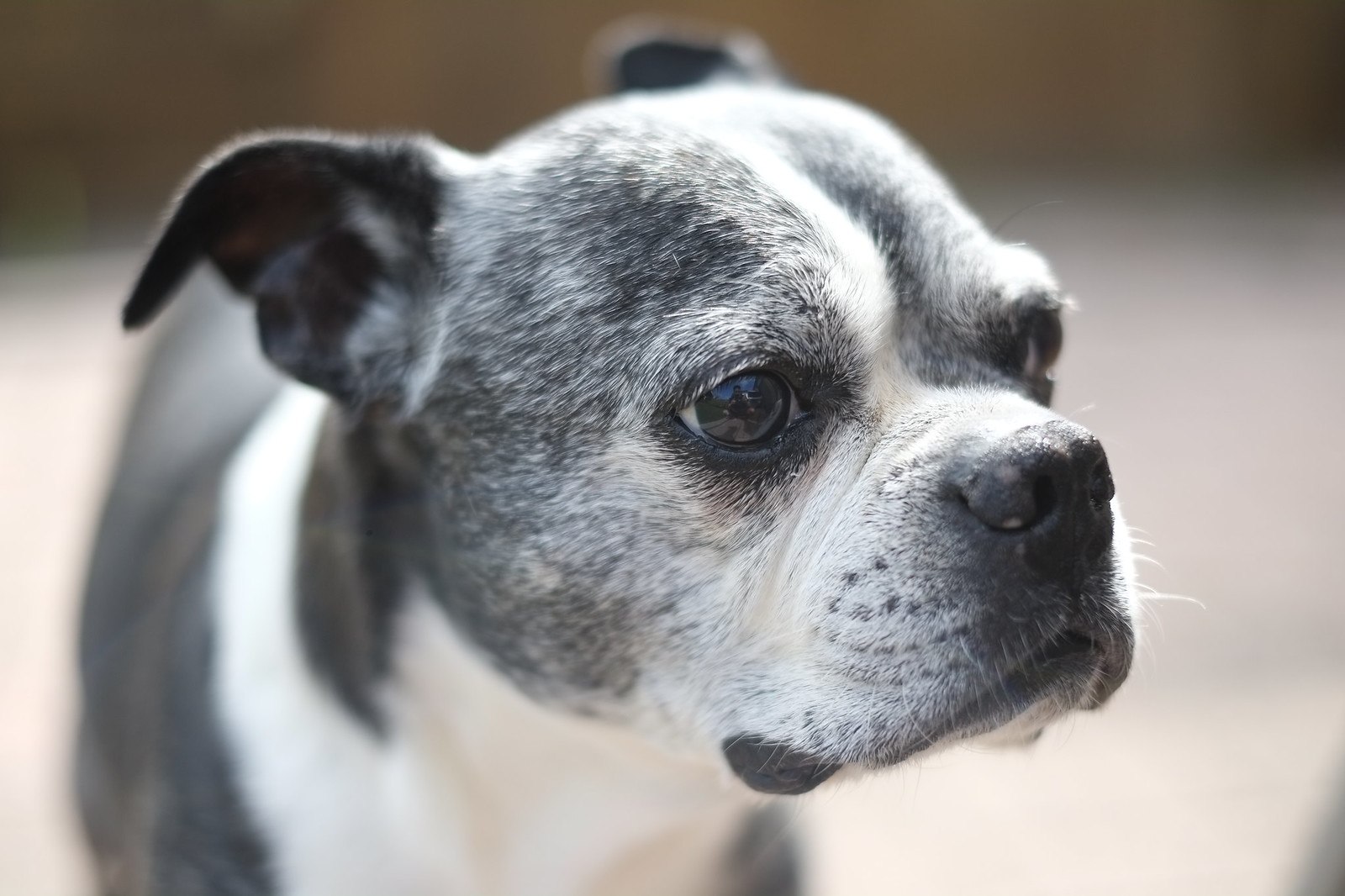 Un Chien Vacciné Peut-il Attraper La Toux Du Chenil