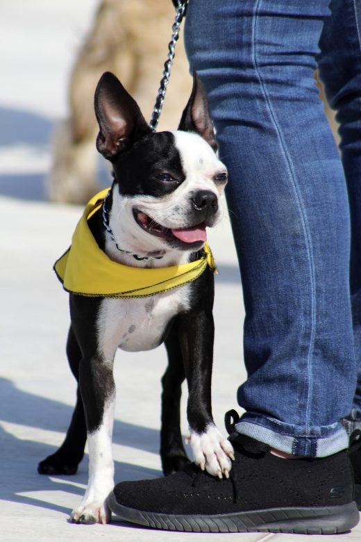 Boston terrier lien